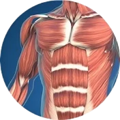 muscle
