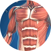 muscle